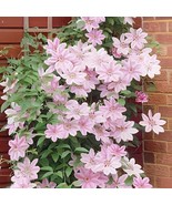 20 Seeds Vine Clematis Potted Clematis Garden Flower - $278.39 MXN