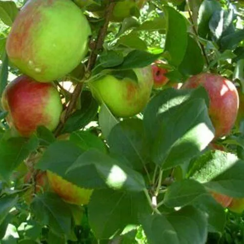 Apple Tree Seeds  Native Fruit 5 Honey Chrisp Seeds - £9.04 GBP