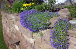 FREE SHIPPING 100 Rock Cress Seeds Cascade Blue {Aubrieta Hybrida Superbissima} - £10.30 GBP