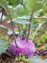Early Purple Vienna Kohlrabi Seeds German Turnip NON-GMO  - £2.39 GBP