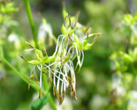 Sale 50 Seeds Purple Meadow Rue Thalictrum Dasycarpum White &amp; Yellow Flo... - $9.90