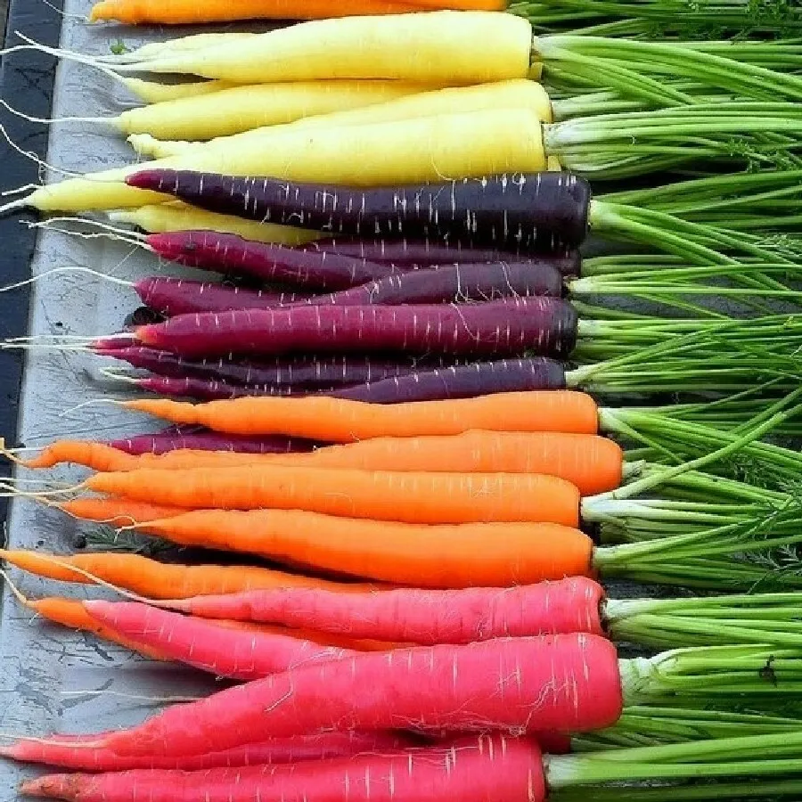 300 Rainbow Carrot Seeds 2024 Heirloom Seed Usa Fresh Garden - £5.09 GBP