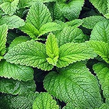 Organic Lemon Balm Fast Shipping - $10.00