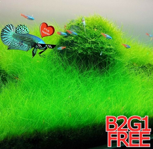 Fresh Fish Tank Water Grass Ground Covering Plant Seed - $4.00