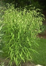 BPA 100 Seeds River Oats (Northern Sea Oats/Inland Oats) Ornamental Unio... - £7.88 GBP