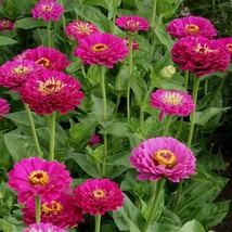 SL 100+ Purple Prince Zinnia Seeds For Garden Planting - Usa - ! - £3.81 GBP