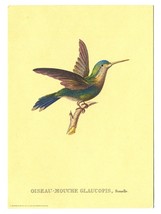 Oiseau-Mouche Glaucopis 5x7 Print Vintage 1969 Donald Art Hummingbird Litho - £19.74 GBP