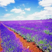 Vera Lavender Seeds,Lavandula angustifolia,Herb Flower Seeds - $5.45