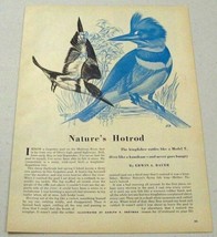 1960 Magazine Picture Kingfisher Bird Illustrated by Adolph E. Brotman - $10.04