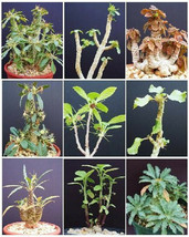 Dorstenia Variety Mix, Exotic Rare Pachycaul Cactus Caudex Bonsai Seed 10 Seeds - £7.20 GBP