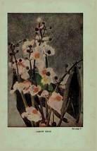Vintage 1922 Print Arrow Head Soapwort 2 Side Flowers You Should Know - £14.02 GBP