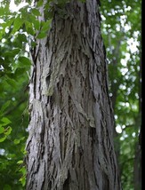 Shellbark Hickory (Carya laciniosa) tree plant , 6-12” tall. - £59.94 GBP