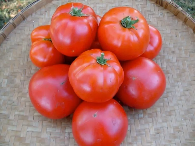 WWATER 50 Siletz Tomato Tomatoe Vegetable Garden Edible Canning Planting Seeds - £6.72 GBP