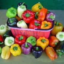 Grand Bell Mix Pepper Seeds New Fresh US Shipping - $4.80
