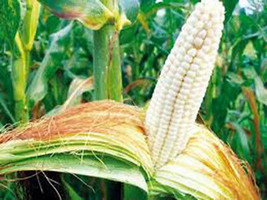 Corn, White, Stowell&#39;s Evergreen, Heirloom, Organic 20+ Seeds, Delicious N Sweet - £2.78 GBP