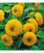 JGBOS Sell Dwarf Sungold Double Sunflower Seeds 50 Seeds Nongmo 4 Get - $9.00