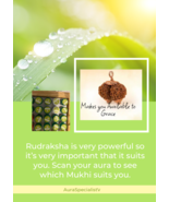 Which Rudraksha suits you? - $7.00