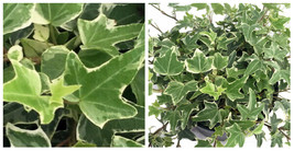 Glacier English Ivy - Hedera - 2.5&quot; Pot - Easy to Grow, Indoors - C2 - £35.00 GBP
