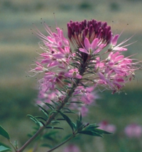 Cleome Rocky Mountain Bee Host Plant 200 Seeds - £6.31 GBP