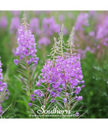 25 Seeds Alaska Fire Weed Flowers Fast US Shipping - $13.37 CAD