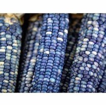 Corn Hopi Turquoise, 30 Seeds R - £14.66 GBP