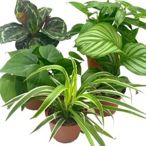 Premium Indoor Foliage Assortment, 5 different, in 4 inch pots - €60,49 EUR