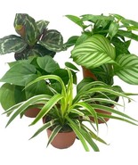 Premium Indoor Foliage Assortment, 5 different, in 4 inch pots - €60,65 EUR