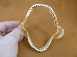 sj470-252) 4-7/8" Tiger SHARK jaw sharks jaws teeth taxidermy educational - $32.99