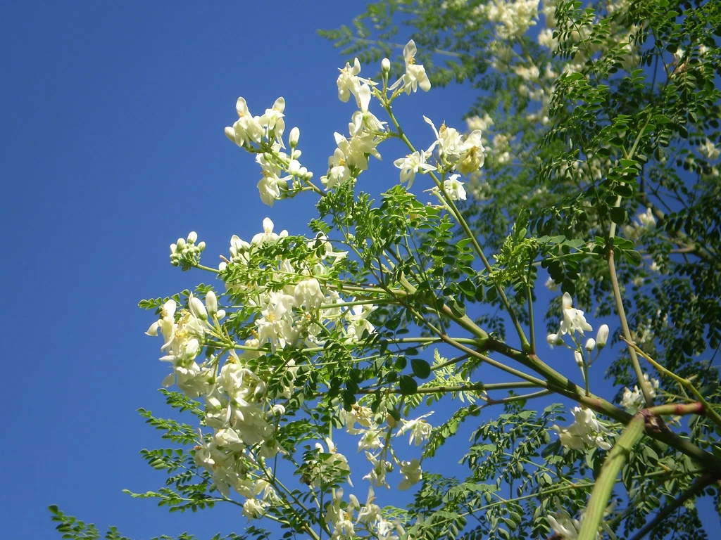 Moringa oleifera, rare flowering drumstick tree bonsai exotic plant seed... - $11.99