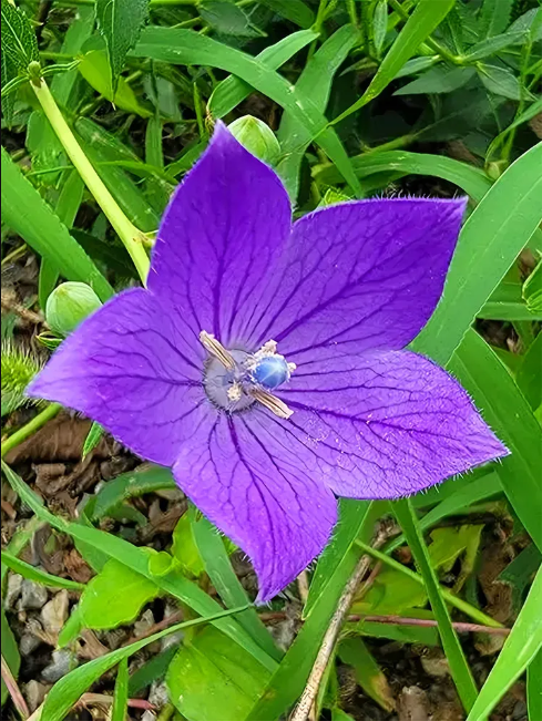 Blue Ballon Flower Seeds - 500 Seeds EASY TO GROW SEED - £5.56 GBP