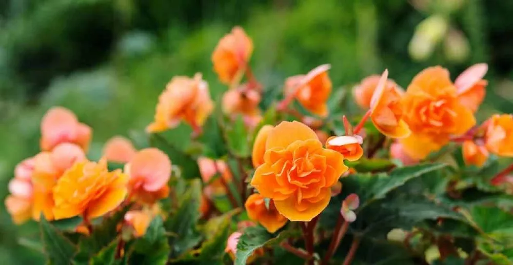 G_S Begonia Seeds Fortune Apricot Orange Shades 15 Pelleted Seeds - $15.33