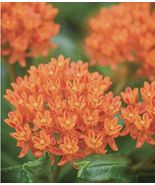 US SELLER 60 Plus Butterfly Milkweed Seeds-Open Pollinated-NON GMO - £6.31 GBP