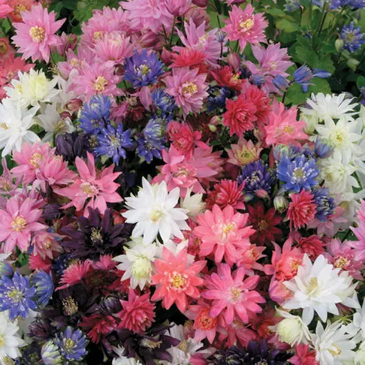 Columbine Tall Double Mix Perennial Native Spring Flowers Non-Gmo 200 Seeds Gard - £6.36 GBP