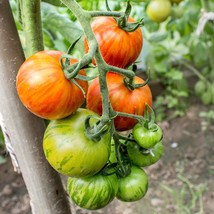 Exquisite &#39;Domaine de Saint Jean de Beauregard&#39; Heirloom Tomato Seeds - Garden t - £5.59 GBP