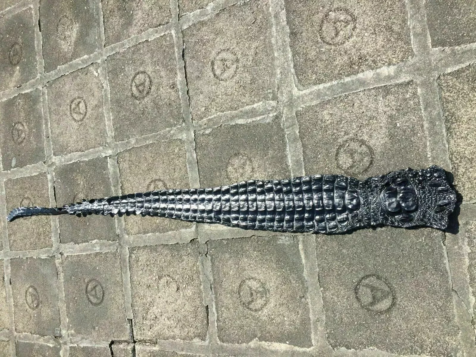 Genuine Crocodile Horn Backstrap Skin Hide Leather Craft Supply Black - $51.00+