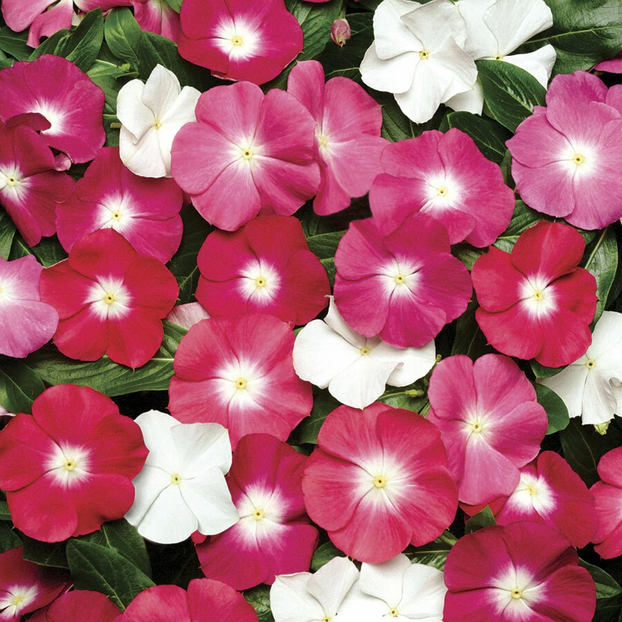 Vinca Seeds 50 Seeds Vinca Pacifica Xp Mix Halo - $18.10