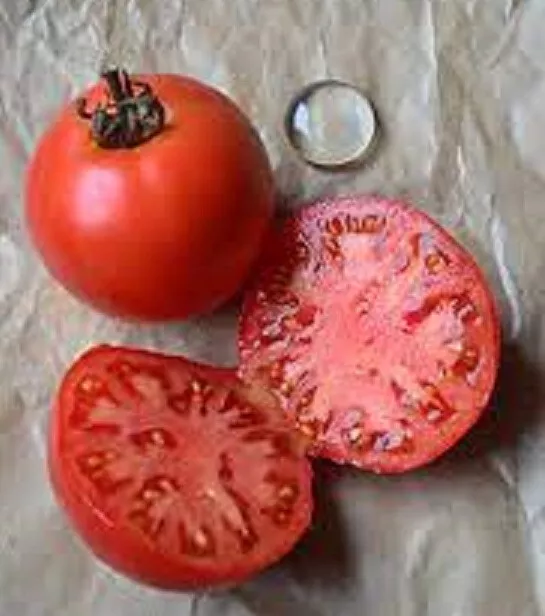 50 Seeds Legend Tomato Vegetable Edible Gardening Fresh USA Seller - £10.07 GBP