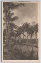 RPPC Hawaii Palm Tree Lined Pond With Cottages c1910 Real Photo Postcard... - $39.95