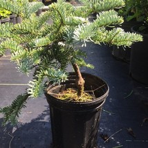 Abies Procera Glauca Prostrata Blue Dwarf Noble Fir Live Plant 1 Gallon Pot New  - $138.50