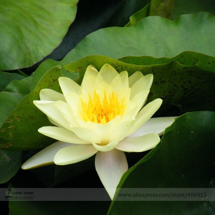 SL Heirloom Light Yellow Water Lily Nymph Flower Seeds, Professional Pac... - $0.80