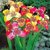 (5) Flower Bulbs Tigridia Pavonia ~ Mexican Shell Peacock Tiger - £19.48 GBP