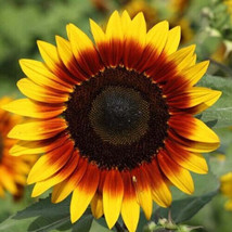 FMG Ring Of Fire Sunflower 10 Seeds Fast Grow - $252.09 MXN