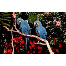 Vintage Chrome Florida Postcard, Hyacinthine Macaw Parrot Jungle Miami, Unposted - £6.27 GBP