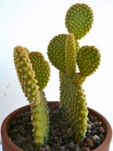 3 Cuttings, Opuntia microdasys pallida, Bunny Ears Cactus Pad, Small, Mini Nopal - £31.60 GBP