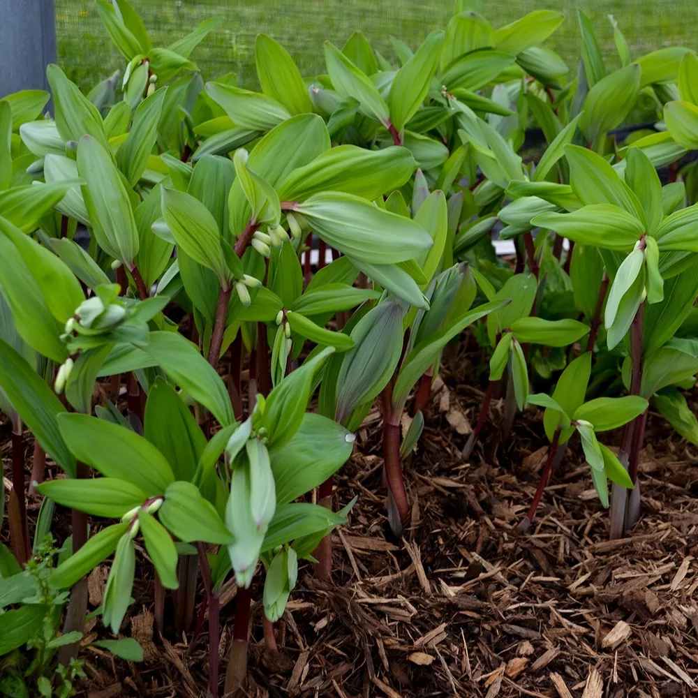Polygonatum Odoratum Ruby Slipper 5.25 Inch Pot Well Rooted Perennial So... - £28.01 GBP