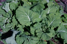 50 Collard Vates And Kale Vates Dwarf Blue Curled Seed Mix Fresh Garden - $12.07