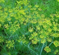 Dill Seeds 500+ Mammoth Long Island Herb Garden Pickling Non-Gmo From US - £6.54 GBP
