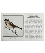Tree Sparrow Bird Print 1931 Blue Book Birds Of America Antique Art PCBG13C - €17,17 EUR Tree Sparrow Bird Print 1931 Blue Book Birds Of America Antique Art PCBG13C - €17,17 EUR