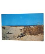 Postcard Along North Carolina&#39;s Outer Banks Sea Oats Driftwood Chrome Un... - €4,21 EUR
