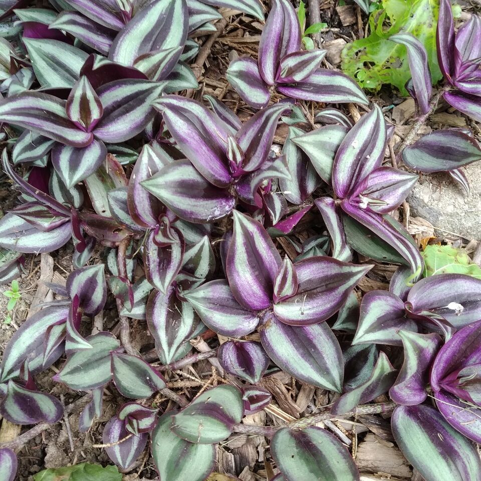 Tradescantia Zebrina Cuttings- Inch Plant- Spiderwort- Wandering Jew, Wa... - $9.26+